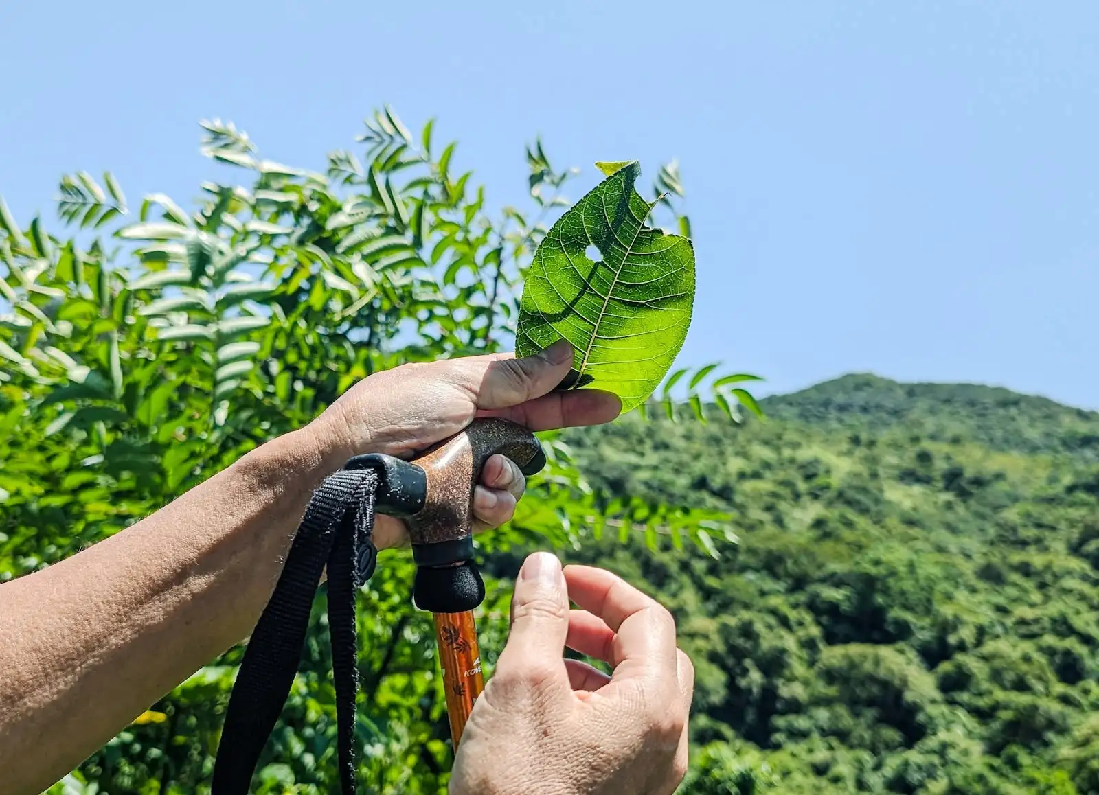 植物生態導賞 - image 1